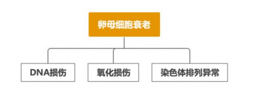 女性生殖健康科普：NMN帮助改善女性生殖衰老，女性吃NMN的好处？