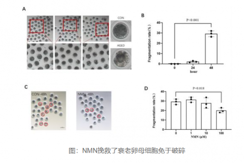 女性生殖健康科普：NMN帮助改善女性生殖衰老，女性吃NMN的好处？