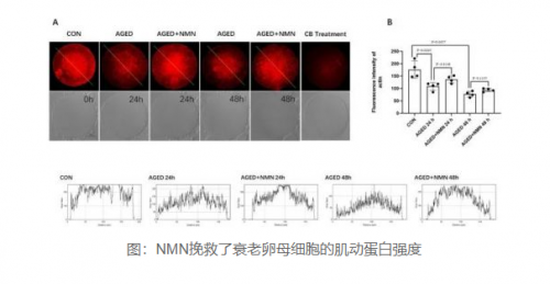 女性生殖健康科普：NMN帮助改善女性生殖衰老，女性吃NMN的好处？