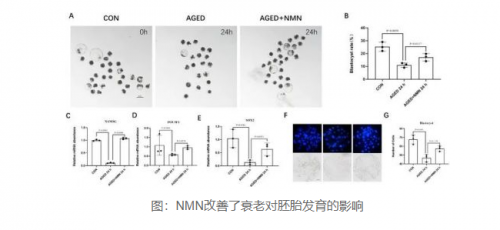 女性生殖健康科普：NMN帮助改善女性生殖衰老，女性吃NMN的好处？