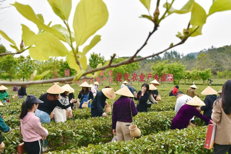 茶香村里的金融春风 ——瑞众保险助推英德百亿红茶产业振兴