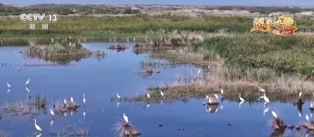 保护区成候鸟“天堂” 万鸟翱翔演绎秋日生态美景