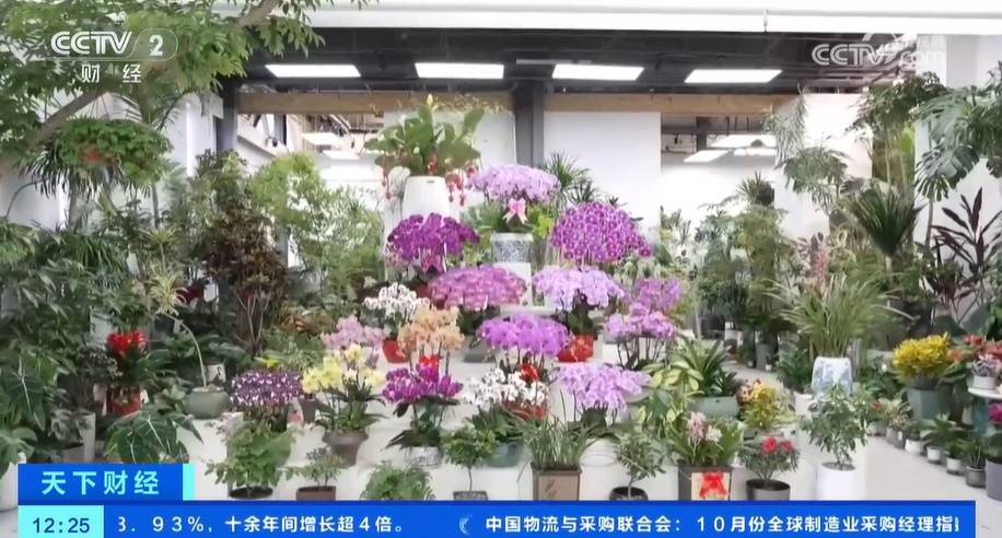 从礼品变为大众消费品 鲜花经济更接地气 花卉产业链正在促进消费升级