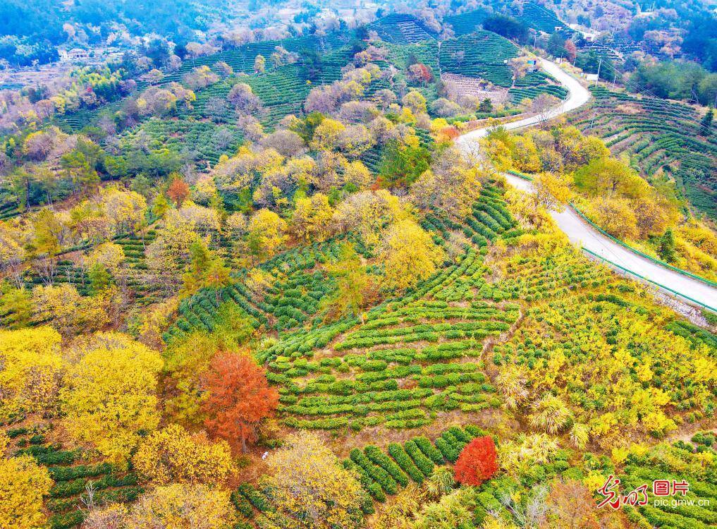 千亩生态茶园绘就好“丰”景