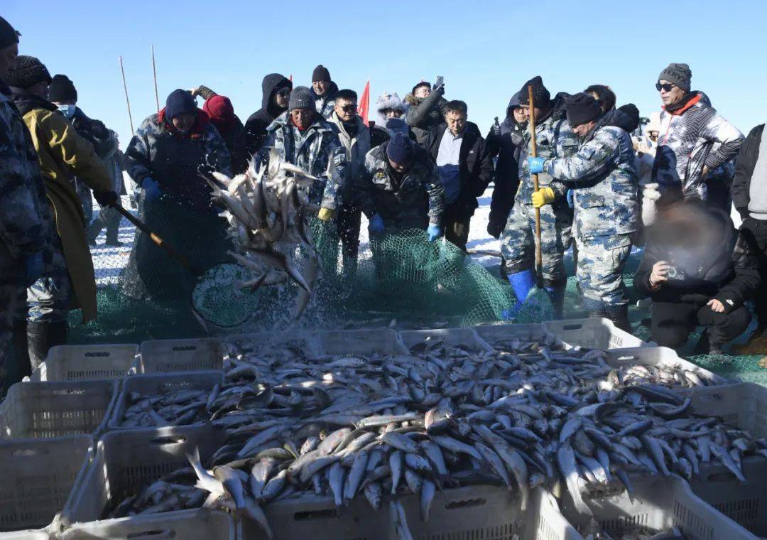 达里湖冬捕开网