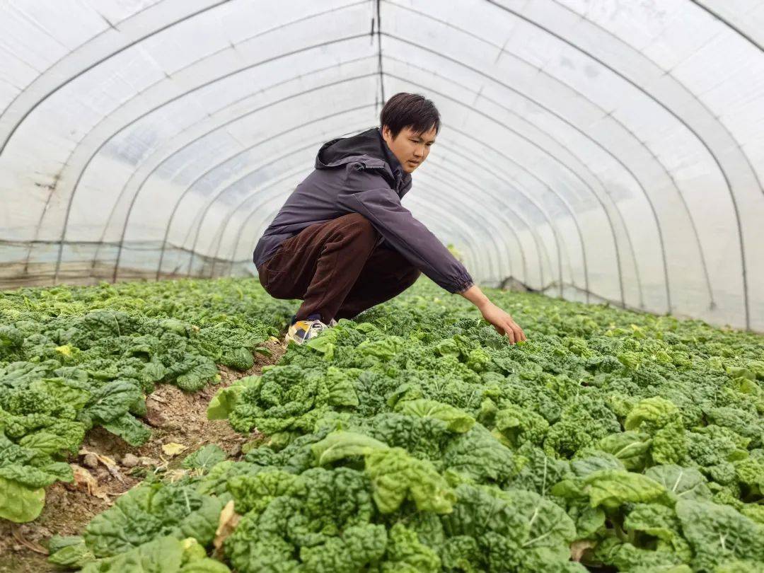 近5万斤免费菜！他一送就是8年