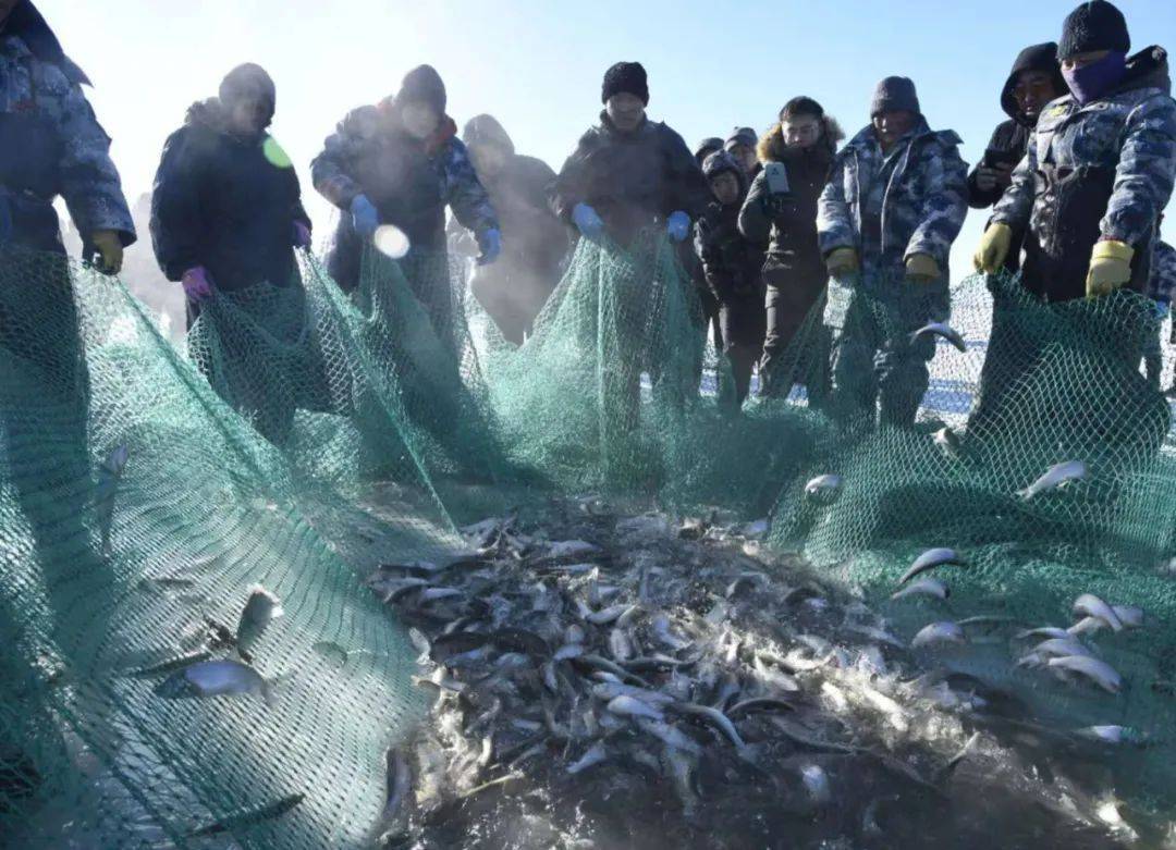 达里湖冬捕开网