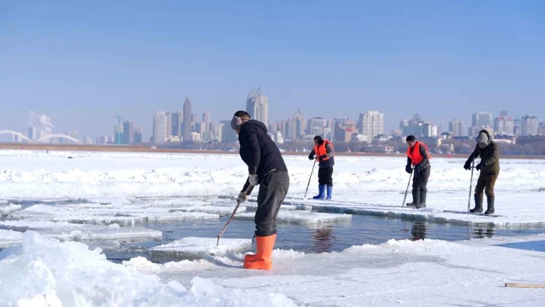 松花江上采冰忙 哈尔滨冰雪大世界开采存冰 备战下个冰雪季