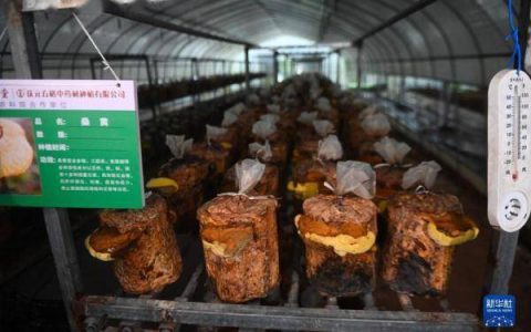浙江庆元：推进食用菌特色富民产业发展