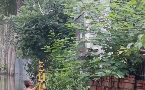 涿州受灾养殖户：500多斤的猪被冲走，羊站在死羊身上才存活