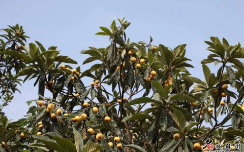 全国吃货们注意，太湖东山枇杷5月10号左右将上市！最佳采摘期2周