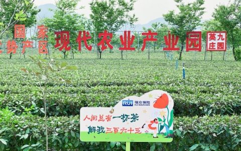 茶香村里的金融春风 ——瑞众保险助推英德百亿红茶产业振兴