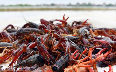 小龙虾很脏是误解！专家：对水质有极高要求