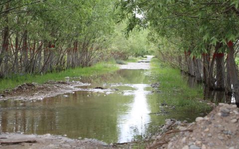 山东生态援藏绿了南木林