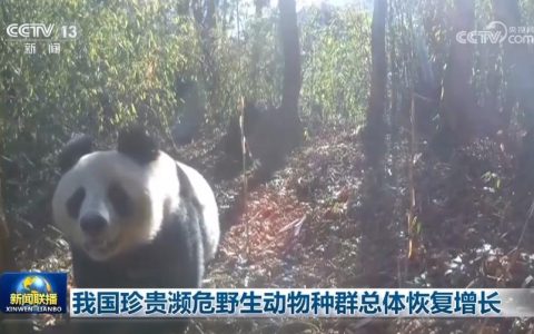 我国珍贵濒危野生动物种群总体恢复增长