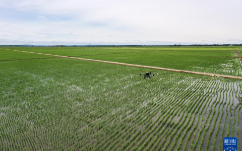 “大粮仓”黑龙江进入大田夏管关键时期