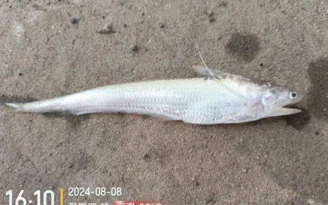 最新发现！它现身济南境内！