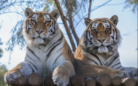 零距离感受东北虎的王者之风——东北虎林园金旅观光车圈粉无数