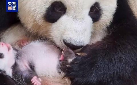 萌化啦！在德国出生的双胞胎熊猫宝宝一公斤体重达成