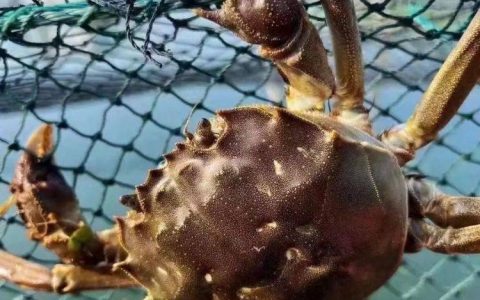 阳澄湖大闸蟹开捕，蟹农：目前成熟率约30%！警惕“预售诈骗”