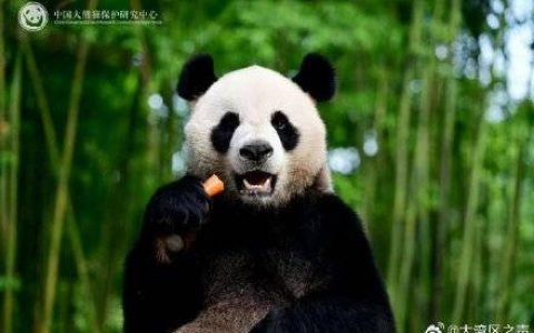 全城期待！大熊猫“安安”“可可”今日到港