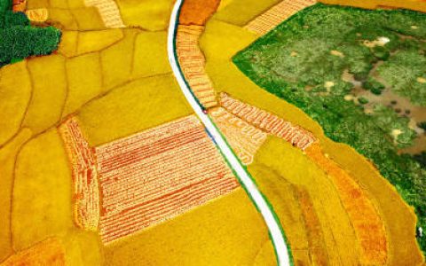 风吹稻香！秋天的金色稻田已上线