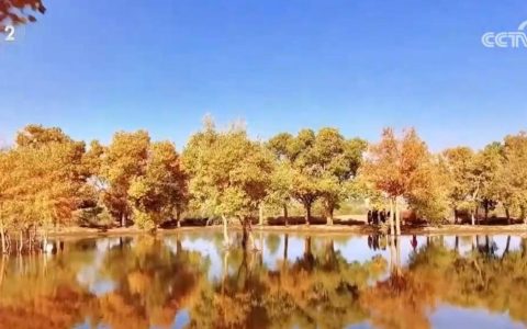 看！醉美胡杨染金秋 红叶烂漫层林尽染 大美中国尽展“斑斓”画卷