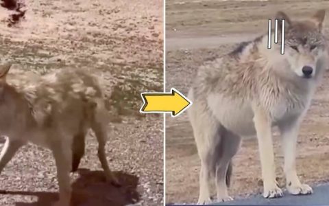 讨食的狼群最多时候有12匹！“真的，别再喂了”！