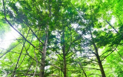 超千年！吉林省又有新发现