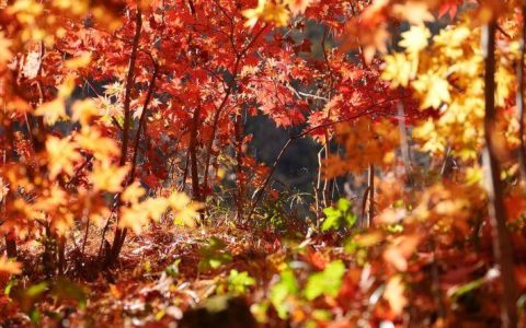 金秋赏“枫”景