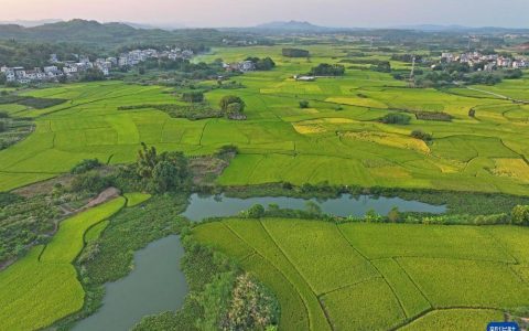 丰收在望田园美