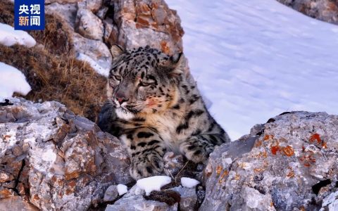 种群数量达1200只 世界雪豹日到青海看“雪山之王”
