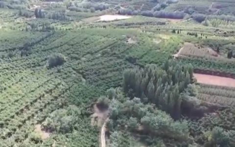 甜桃喜丰收 鱼跃秋捕忙 青山绿水间唱响丰收“欢歌”