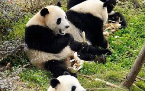 官方回应8岁娃终身禁入熊猫基地：不能因未成年网开一面