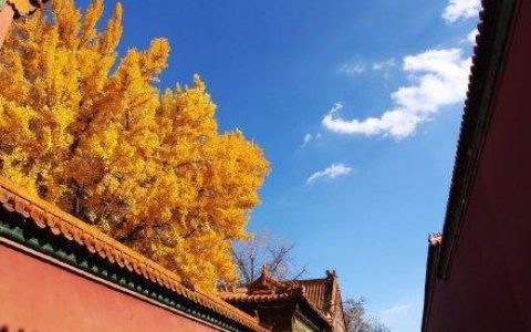 故宫红墙与金色银杏同框有多美