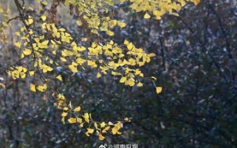 洛阳千年银杏林迎来最佳观赏期