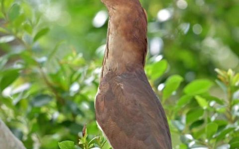 海南首次记录！这个“国家二级保护动物”现身海南侨中校园