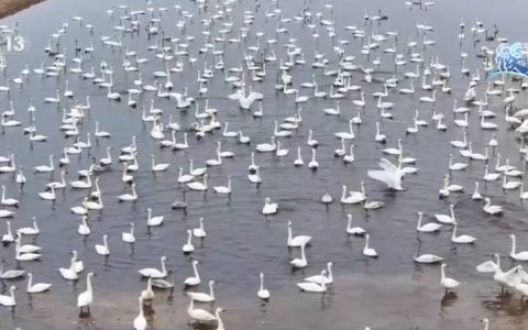 万鸟集结上演“空中芭蕾” 候鸟翩跹绘就诗意生态美景