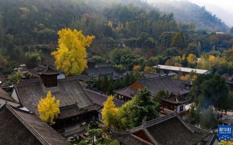 陕西西安：千年银杏迎来最佳观赏期