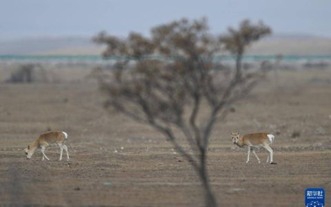 濒危物种普氏原羚数量恢复至3400余只