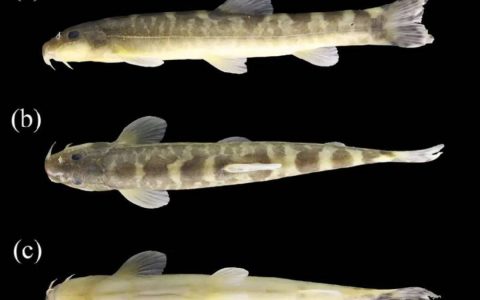 湖北发现新物种