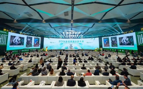 手机定格国宝趣萌瞬间，助力全球生态和谐发展