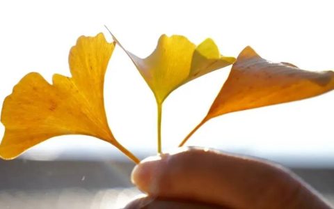 不要捡！不要吃！多地街头正大量出现