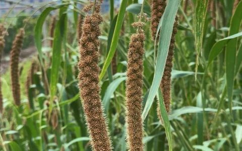 杭州网友家大丰收，很多人第一次见：原来它长这样！