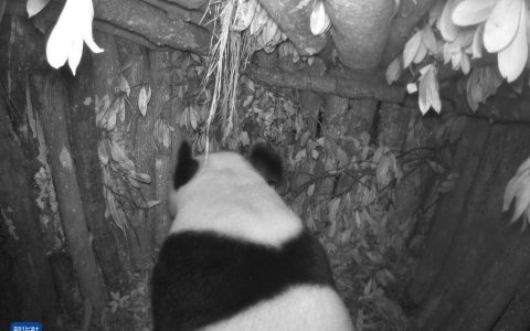 海拔1700米人工巢穴喜迎野生大熊猫