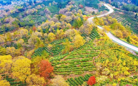 千亩生态茶园绘就好“丰”景