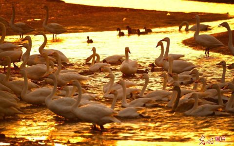日出天鹅湖 天鹅舞朝霞