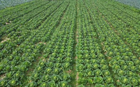 贵州思南：秋冬蔬菜迎丰收 “菜园子”成“钱袋子”