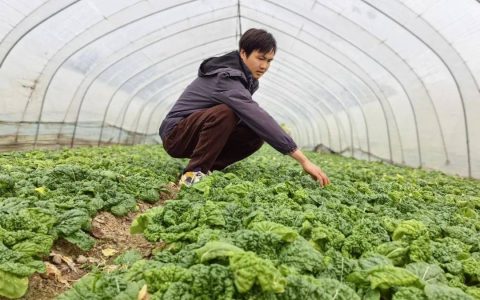 近5万斤免费菜！他一送就是8年