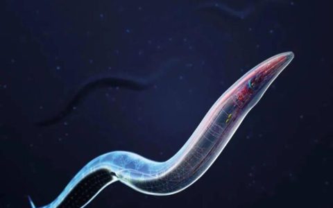 这条“虫”为何登上《自然》子刊封面？